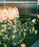 SONNIE - CAMO HARRY HOODIE CAMO