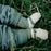 LAMINGTON - BABY MERINO WOOL CREW SOCKS TUI