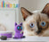 HEY CLAY - FLUFFY PETS SIAMESE CAT 3 CANS