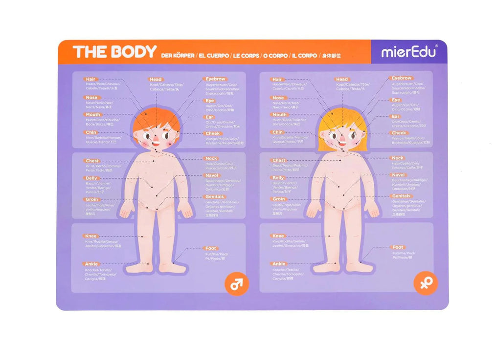 MIEREDU - MAGNECTIC PAD  HUMAN ANATOMY