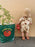 ORGANIC ZOO Summer Romper - Tomato - The Kids Store